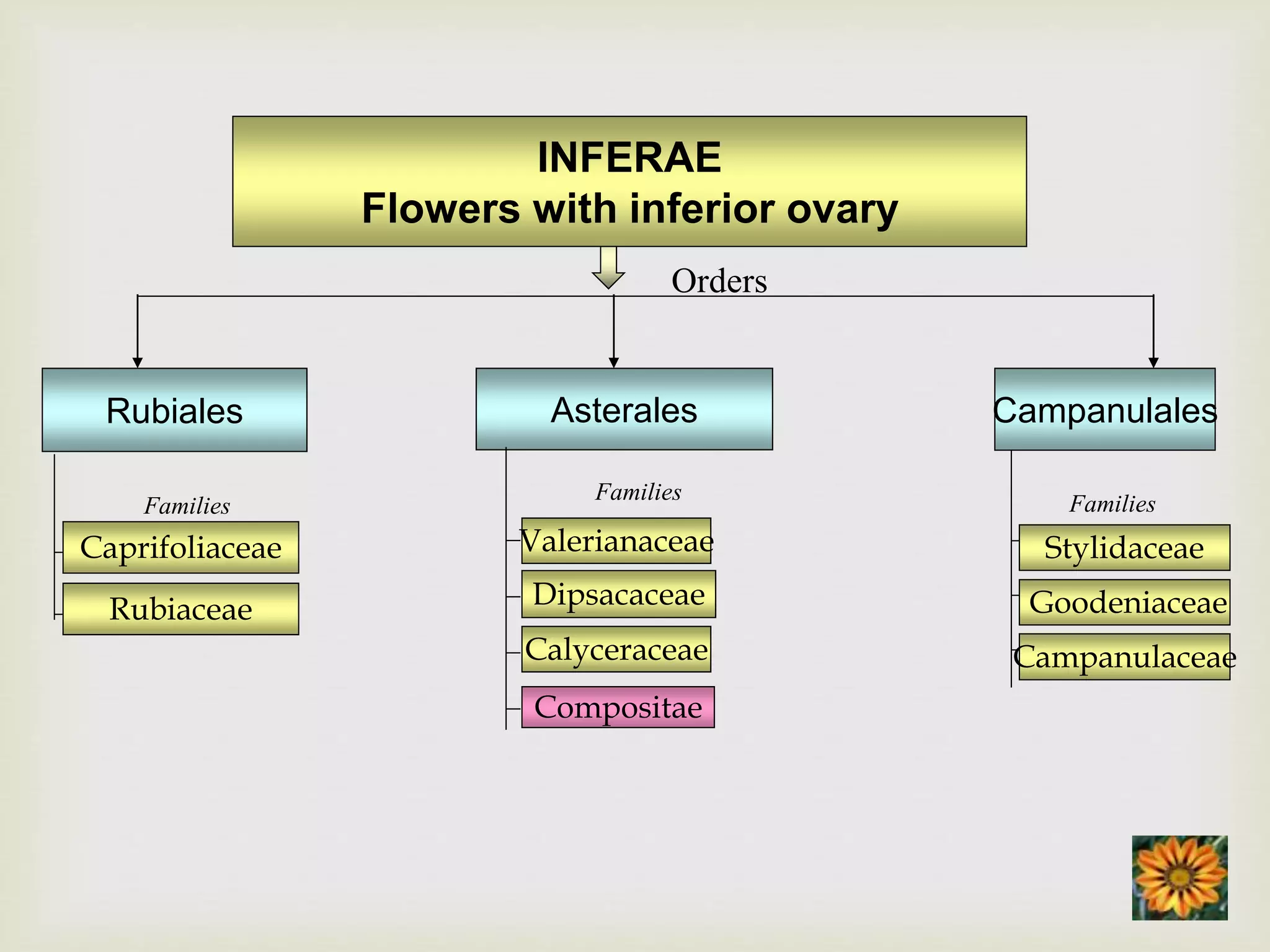 INFERAE
Flowers with inferior ovary
Campanulales
Families
Stylidaceae
Goodeniaceae
Campanulaceae
Asterales
Families
Valerianaceae
Dipsacaceae
Calyceraceae
Compositae
Rubiales
Families
Caprifoliaceae
Rubiaceae
Orders
 
