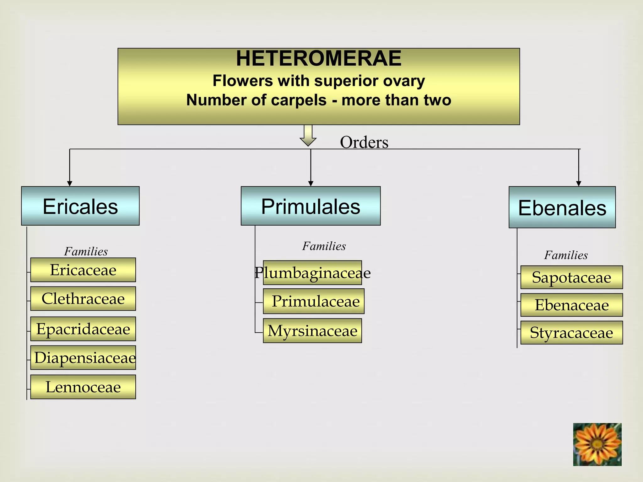 Bentham and hooker classification PPT
