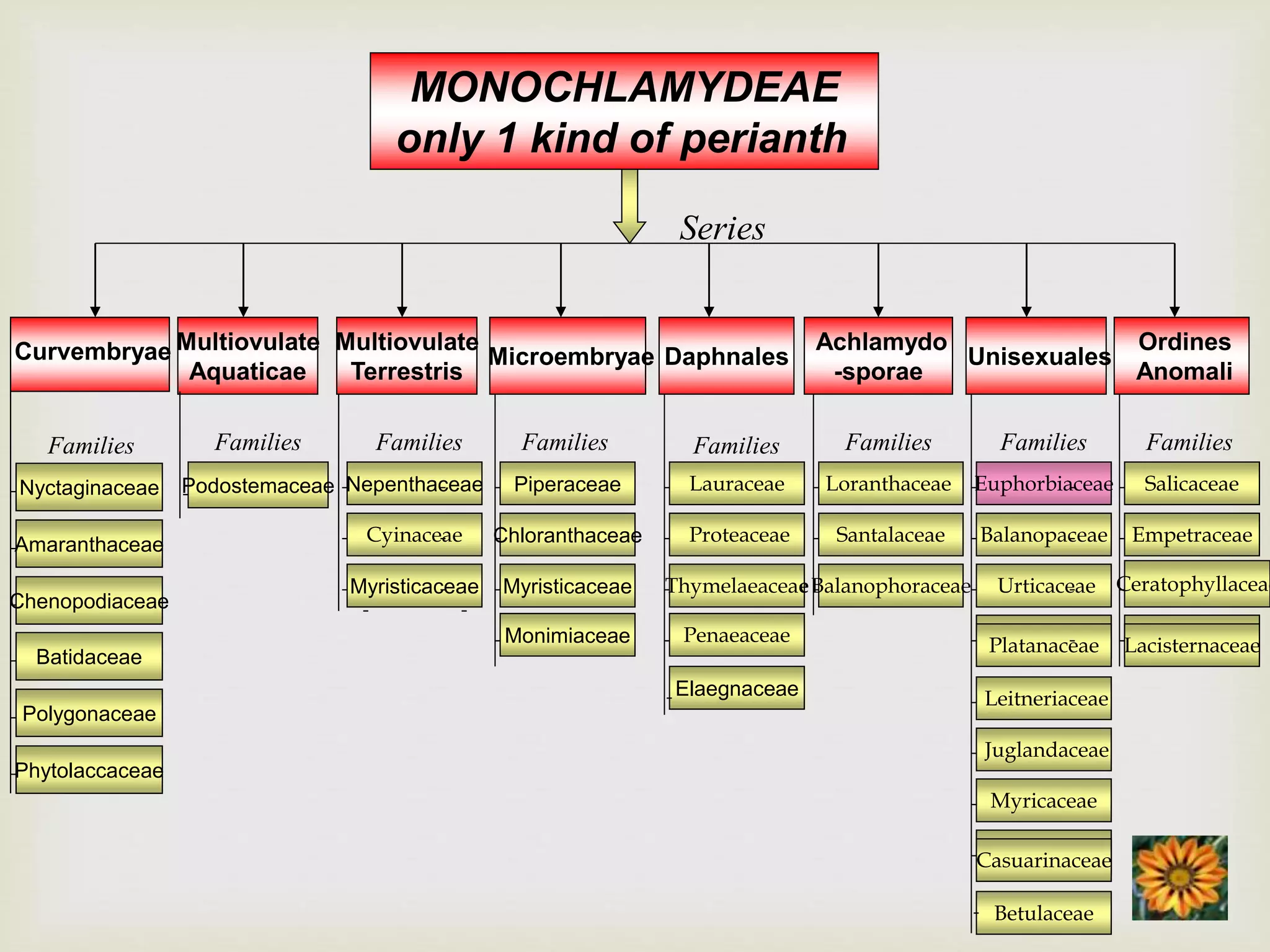 MONOCHLAMYDEAE
only 1 kind of perianth
Curvembryae
Nyctaginaceae
Amaranthaceae
Chenopodiaceae
Families
Multiovulate
Aquaticae
Multiovulate
Terrestris
Podostemaceae Nepenthaceae
Cyinaceae
Myristicaceae
Families Families
Microembryae
Piperaceae
Chloranthaceae
Myristicaceae
Monimiaceae
Families
Achlamydo
-sporae
Unisexuales
Loranthaceae
Santalaceae
Balanophoraceae
Euphorbiaceae
Balanopaceae
Urticaceae
FicoidalesPlatanaceae
Families Families
Ordines
Anomali
Salicaceae
Empetraceae
Ceratophyllaceae
FicoidalesLacisternaceae
Families
Daphnales
Lauraceae
Proteaceae
Thymelaeaceae
Penaeaceae
Families
Batidaceae
Polygonaceae
Phytolaccaceae
Elaegnaceae Leitneriaceae
Juglandaceae
Myricaceae
ficoidalesCasuarinaceae
Betulaceae
Series
 