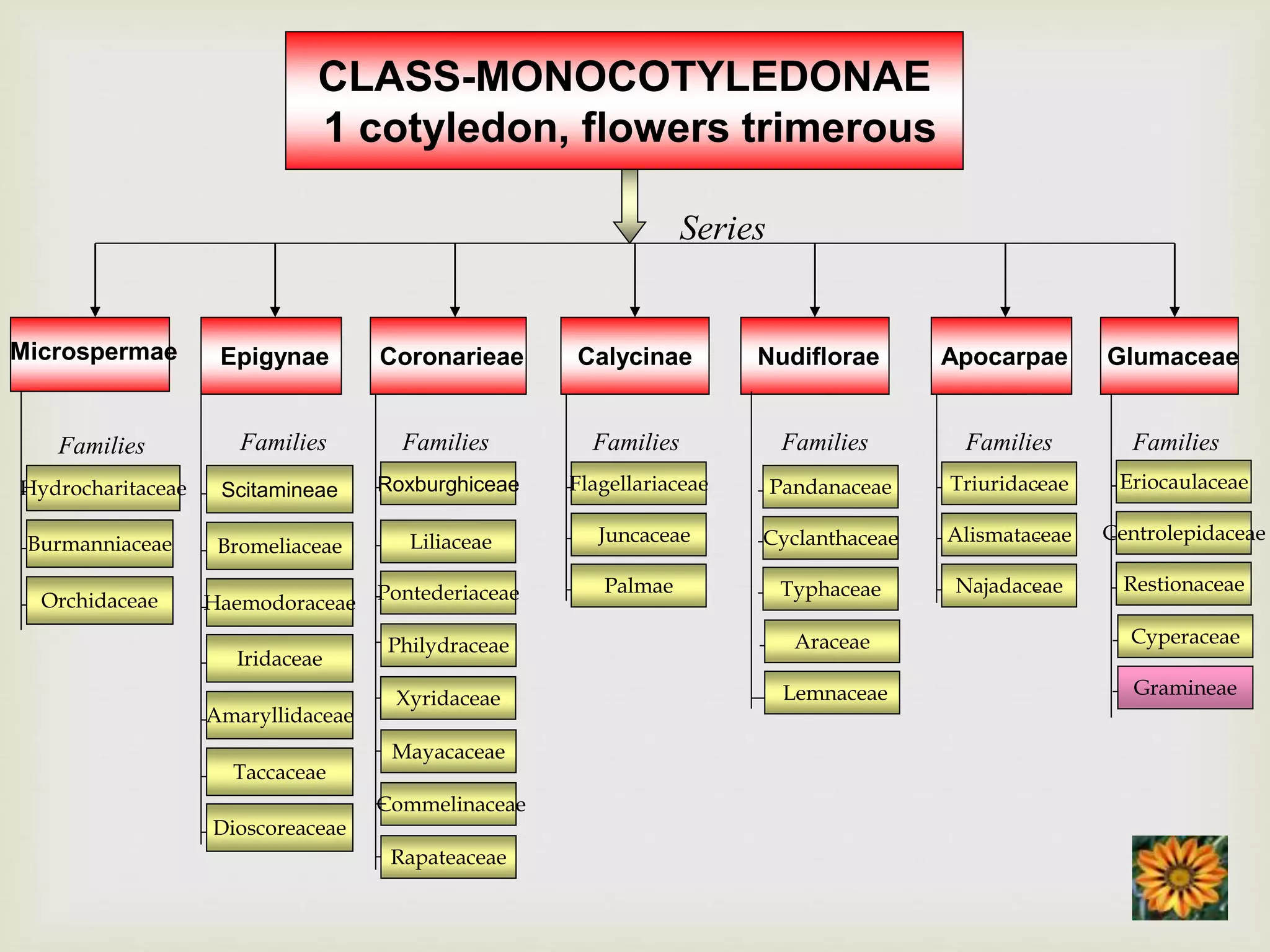 CLASS-MONOCOTYLEDONAE
1 cotyledon, flowers trimerous
Microspermae
Hydrocharitaceae
Burmanniaceae
Orchidaceae
Families
Epigynae
Families
Coronarieae
Roxburghiceae
Liliaceae
Pontederiaceae
Xyridaceae
Families
Nudiflorae Apocarpae
Pandanaceae
Cyclanthaceae
Typhaceae
Triuridaceae
Alismataceae
Najadaceae
Families Families
Glumaceae
Families
Calycinae
Flagellariaceae
Juncaceae
Palmae
Families
Scitamineae
Bromeliaceae
Haemodoraceae
Iridaceae
Amaryllidaceae
Taccaceae
Dioscoreaceae
Philydraceae
Commelinaceae
Mayacaceae
Rapateaceae
Araceae
Lemnaceae
Eriocaulaceae
Centrolepidaceae
Restionaceae
Cyperaceae
Gramineae
Series
 