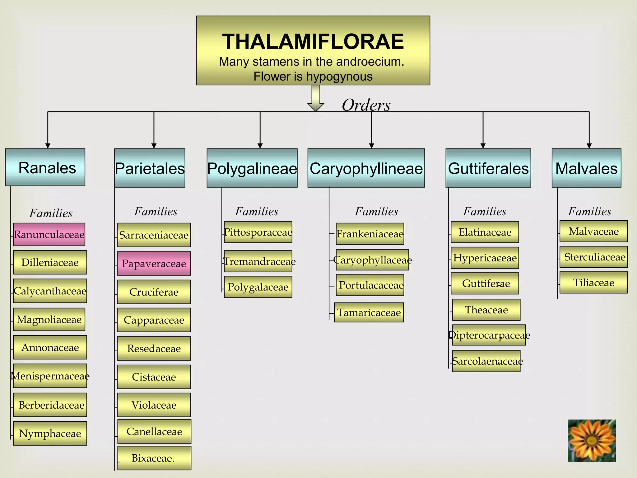 THALAMIFLORAE
Many stamens in the androecium.
Flower is hypogynous
Ranales
Ranunculaceae
Dilleniaceae
Calycanthaceae
Families
Parietales
Families
Polygalineae
Pittosporaceae
Tremandraceae
Polygalaceae
Families
Caryophyllineae Guttiferales
Elatinaceae
Hypericaceae
Guttiferae
Families Families
Malvales
Families
Sarraceniaceae
Papaveraceae
Cruciferae
Capparaceae
Resedaceae
Cistaceae
Violaceae
Frankeniaceae
Caryophyllaceae
Portulacaceae
Tamaricaceae
Malvaceae
Sterculiaceae
Tiliaceae
Annonaceae
Menispermaceae
Magnoliaceae
Berberidaceae
Nymphaceae Canellaceae
Bixaceae.
Theaceae
Dipterocarpaceae
Sarcolaenaceae
Orders
 