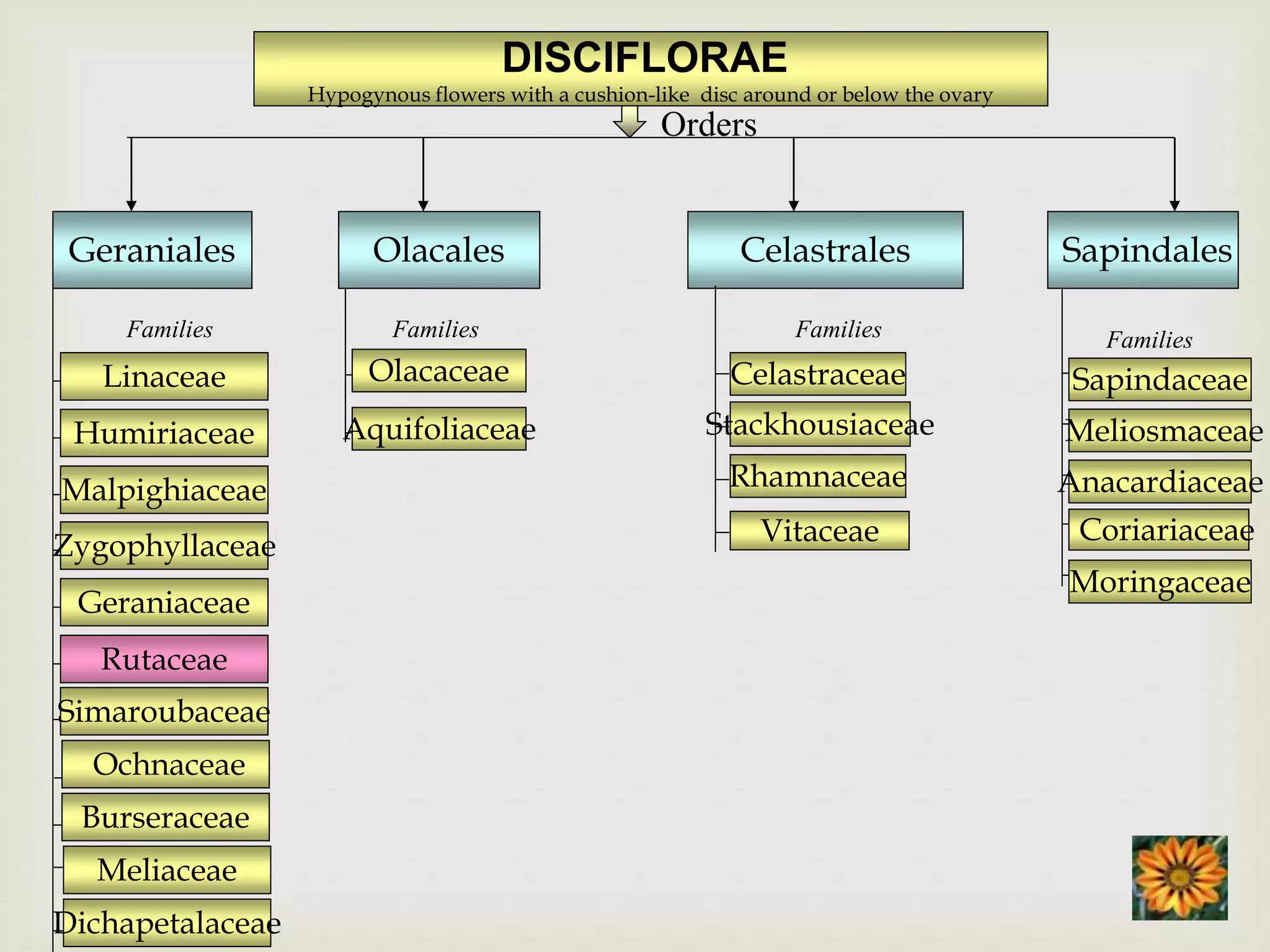 DISCIFLORAE
Hypogynous flowers with a cushion-like disc around or below the ovary
Olacales
Olacaceae
Aquifoliaceae
Families
Sapindales
Families
Sapindaceae
Meliosmaceae
Anacardiaceae
Celastrales
Families
Celastraceae
Stackhousiaceae
Rhamnaceae
Vitaceae
Dichapetalaceae
Geraniales
Families
Linaceae
Humiriaceae
Malpighiaceae
Zygophyllaceae
Geraniaceae
Rutaceae
Simaroubaceae
Ochnaceae
Burseraceae
Meliaceae
Coriariaceae
Moringaceae
Orders
 