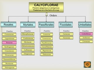 CALYCIFLORAE
Flowers epigynous or perigynous
Thalamus is in the form of a cup
Myrtales
Rhizophoraceae
Combretaceae
Myrtaceae
Families
Passiflorales
Families
Umbellales
Families
Umbelliferae
Araliaceae
Cornaceae
Rosales
Connaraceae
Leguminosae
Rosaceae
Families
Crassulaceae
Droseraceae
Saxifragaceae
Hamamelidaceae
Bruniaceae
Loasaceae
Turneraceae
Passifloraceae
Cucurbitaceae
Ficoidales
Cactaceae
Aizoaceae
Families
Haloragaceae
Melastomataceae
Lythraceae
Onagraceae
Begoniaceae
Datiscaceae
Orders
 