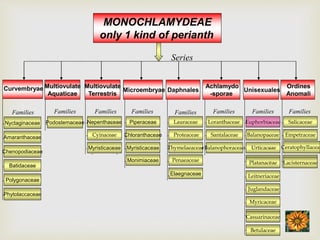 MONOCHLAMYDEAE
only 1 kind of perianth
Curvembryae
Nyctaginaceae
Amaranthaceae
Chenopodiaceae
Families
Multiovulate
Aquaticae
Multiovulate
Terrestris
Podostemaceae Nepenthaceae
Cyinaceae
Myristicaceae
Families Families
Microembryae
Piperaceae
Chloranthaceae
Myristicaceae
Monimiaceae
Families
Achlamydo
-sporae
Unisexuales
Loranthaceae
Santalaceae
Balanophoraceae
Euphorbiaceae
Balanopaceae
Urticaceae
FicoidalesPlatanaceae
Families Families
Ordines
Anomali
Salicaceae
Empetraceae
Ceratophyllaceae
FicoidalesLacisternaceae
Families
Daphnales
Lauraceae
Proteaceae
Thymelaeaceae
Penaeaceae
Families
Batidaceae
Polygonaceae
Phytolaccaceae
Elaegnaceae Leitneriaceae
Juglandaceae
Myricaceae
ficoidalesCasuarinaceae
Betulaceae
Series
 
