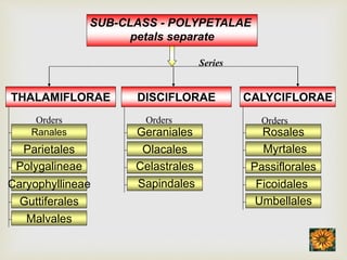 SUB-CLASS - POLYPETALAE
petals separate
THALAMIFLORAE DISCIFLORAE CALYCIFLORAE
Parietales
Polygalineae
Caryophyllineae
Guttiferales
Malvales
Ranales Geraniales
Olacales
Celastrales
Sapindales
Rosales
Myrtales
Passiflorales
Ficoidales
Umbellales
Series
Orders Orders Orders
 