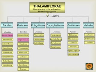 THALAMIFLORAE
Many stamens in the androecium.
Flower is hypogynous
Ranales
Ranunculaceae
Dilleniaceae
Calycanthaceae
Families
Parietales
Families
Polygalineae
Pittosporaceae
Tremandraceae
Polygalaceae
Families
Caryophyllineae Guttiferales
Elatinaceae
Hypericaceae
Guttiferae
Families Families
Malvales
Families
Sarraceniaceae
Papaveraceae
Cruciferae
Capparaceae
Resedaceae
Cistaceae
Violaceae
Frankeniaceae
Caryophyllaceae
Portulacaceae
Tamaricaceae
Malvaceae
Sterculiaceae
Tiliaceae
Annonaceae
Menispermaceae
Magnoliaceae
Berberidaceae
Nymphaceae Canellaceae
Bixaceae.
Theaceae
Dipterocarpaceae
Sarcolaenaceae
Orders
 
