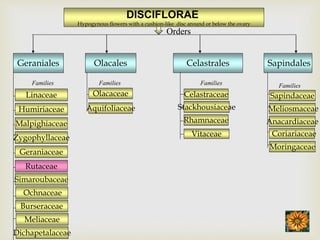 DISCIFLORAE
Hypogynous flowers with a cushion-like disc around or below the ovary
Olacales
Olacaceae
Aquifoliaceae
Families
Sapindales
Families
Sapindaceae
Meliosmaceae
Anacardiaceae
Celastrales
Families
Celastraceae
Stackhousiaceae
Rhamnaceae
Vitaceae
Dichapetalaceae
Geraniales
Families
Linaceae
Humiriaceae
Malpighiaceae
Zygophyllaceae
Geraniaceae
Rutaceae
Simaroubaceae
Ochnaceae
Burseraceae
Meliaceae
Coriariaceae
Moringaceae
Orders
 