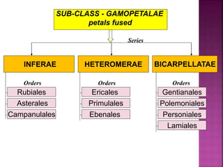 SUB-CLASS - GAMOPETALAE
petals fused
INFERAE HETEROMERAE BICARPELLATAE
Rubiales
Asterales
Campanulales
Ericales
Primulales
Ebenales
Gentianales
Polemoniales
Personiales
Lamiales
Orders Orders Orders
Series
 