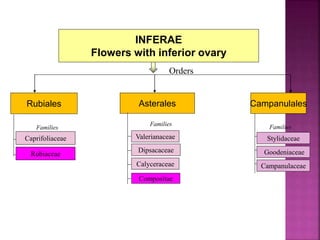 INFERAE
Flowers with inferior ovary
Campanulales
Families
Stylidaceae
Goodeniaceae
Campanulaceae
Asterales
Families
Valerianaceae
Dipsacaceae
Calyceraceae
Compositae
Rubiales
Families
Caprifoliaceae
Rubiaceae
Orders
 
