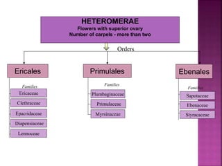 HETEROMERAE
Flowers with superior ovary
Number of carpels - more than two
Ebenales
Families
Sapotaceae
Ebenaceae
Styracaceae
Primulales
Families
Plumbaginaceae
Primulaceae
Myrsinaceae
Ericales
Families
Ericaceae
Clethraceae
Epacridaceae
Diapensiaceae
Lennoceae
Orders
 