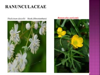 RANUNCULACEAE
Ranunculus laetus
Thalicinum daizellii Hook.(Shwetambara) Ranunculus auricomis
 