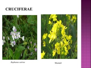 CRUCIFERAE
Raphanus sativus Mustard
 