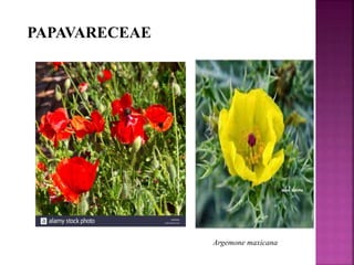 PAPAVARECEAE
Argemone maxicana
 
