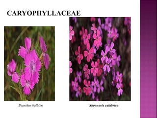 CARYOPHYLLACEAE
Dianthus balbissi Saponaria calabrica
 