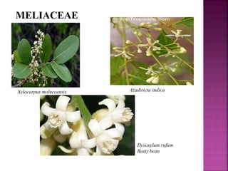 MELIACEAE
Xylocarpus moluccensis Azadiricta indica
Dysoxylum rufum
Rusty bean
 