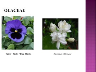 OLACEAE
Pansy - Viola - 'Blue Blotch' - Jasminum officinale
 