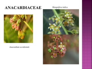 ANACARDIACEAE
Anacardium occidentale
Mangnifera indica
 