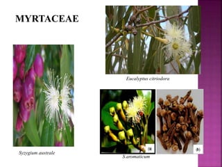 MYRTACEAE
Syzygium australe
S.aromaticum
Eucalyptus citriodora
 