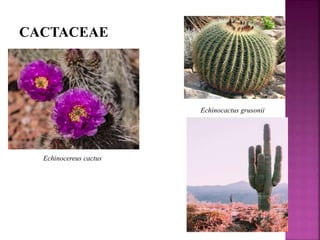 CACTACEAE
Echinocactus grusonii
Echinocereus cactus
 