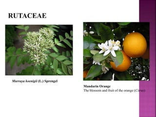 RUTACEAE
Murraya koenigii (L.) Sprengel
Mandarin Orange
The blossom and fruit of the orange (Citrus)
 