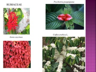 RUBIACEAE
Ixora coccinea
Psychotria poeppigiana
Coffea arabica L.
 