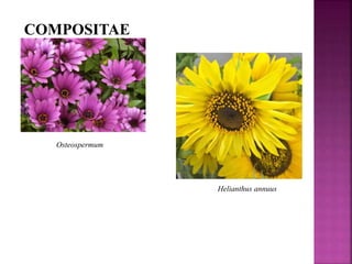 COMPOSITAE
Osteospermum
Helianthus annuus
 