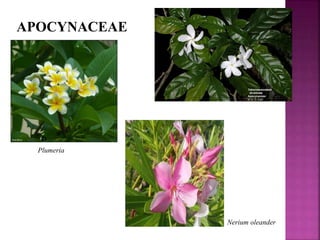 APOCYNACEAE
Plumeria
Nerium oleander
 