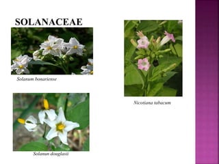 SOLANACEAE
Solanum bonariense
Nicotiana tabacum
Solanun douglasii
 