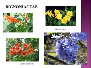 BIGNONIACEAE
Tecoma stans
Campsis radicans
 