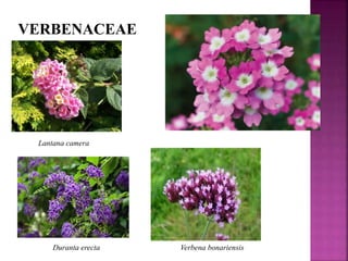VERBENACEAE
Lantana camera
Duranta erecta Verbena bonariensis
 