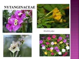 NYTANGINACEAE
Bougainvelliea Mirabilis jalpa
Mirabilis aldida
 