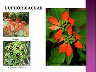 EUPHORBIACEAE
Jatropha
Euphorbia cythphora
Euphorbia characias
 