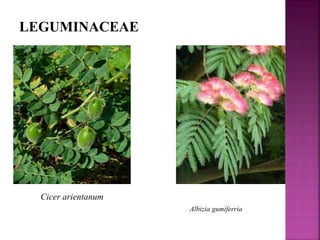 LEGUMINACEAE
Cicer arientanum
Albizia gumiferria
 