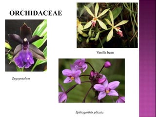 ORCHIDACEAE
Zygopetalum
Vanilla bean
Spthoglothis plicata
 