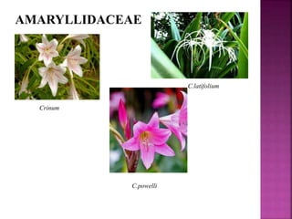 AMARYLLIDACEAE
Crinum
C.latifolium
C.powelli
 