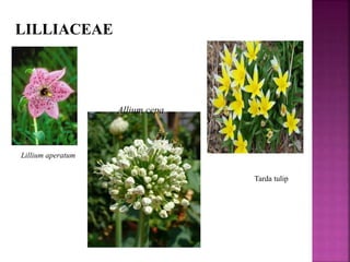 Lillium aperatum
Tarda tulip
LILLIACEAE
Allium cepa
 