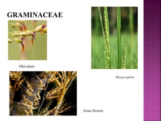 GRAMINACEAE
Ohio plant
Oryza sativa
Grass flowers
 