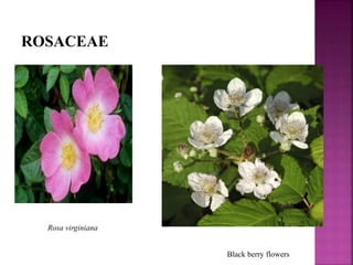ROSACEAE
Black berry flowers
Rosa virginiana
 