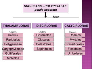 SUB-CLASS - POLYPETALAE
petals separate
THALAMIFLORAE DISCIFLORAE CALYCIFLORAE
Parietales
Polygalineae
Caryophyllineae
Guttiferales
Malvales
Ranales Geraniales
Olacales
Celastrales
Sapindales
Rosales
Myrtales
Passiflorales
Ficoidales
Umbellales
Series
Orders Orders Orders
 