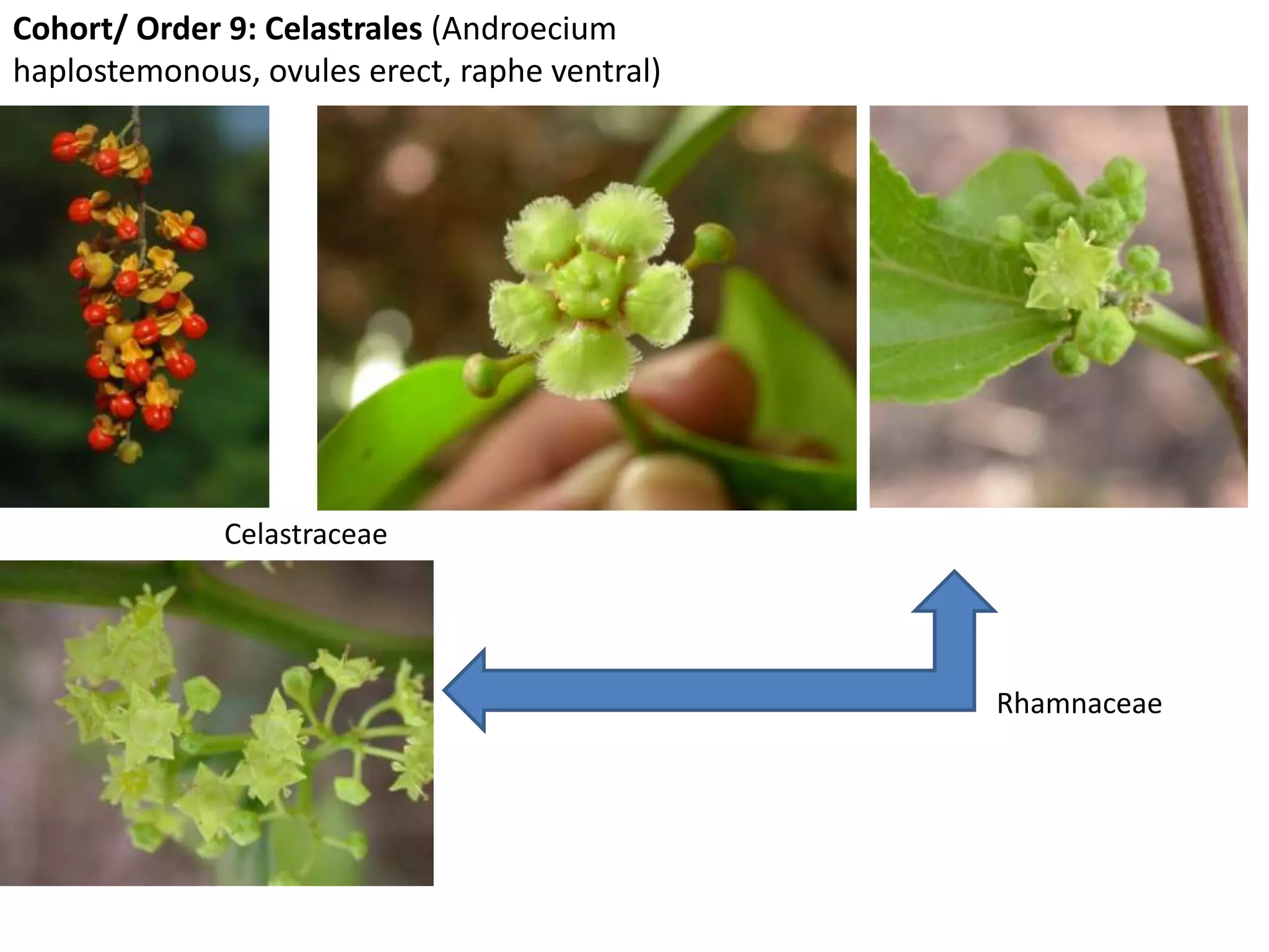 Celastrales Bentham and hooker system of classification | PPTX