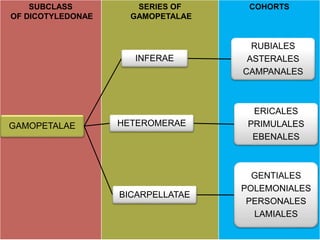 COHORTS
SERIES OF
GAMOPETALAE
SUBCLASS
OF DICOTYLEDONAE
GAMOPETALAE
INFERAE
RUBIALES
ASTERALES
CAMPANALES
HETEROMERAE
ERICALES
PRIMULALES
EBENALES
BICARPELLATAE
GENTIALES
POLEMONIALES
PERSONALES
LAMIALES
 