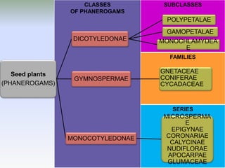 CLASSES
OF PHANEROGAMS
SERIES
FAMILIES
SUBCLASSES
Seed plants
(PHANEROGAMS)
DICOTYLEDONAE
POLYPETALAE
GAMOPETALAE
MONOCHLAMYDEA
E
GYMNOSPERMAE
GNETACEAE
CONIFERAE
CYCADACEAE
MONOCOTYLEDONAE
MICROSPERMA
E
EPIGYNAE
CORONARIAE
CALYCINAE
NUDIFLORAE
APOCARPAE
GLUMACEAE
 