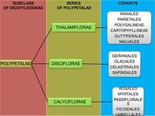 SUBCLASS
OF DICOTYLEDONAE
SERIES
OF POLYPETALAE
COHORTS
POLYPETALAE
THALAMIFLORAE
RANALES
PARIETALES
POLYGALINEAE
CARYOPHYLLINEAE
GUTTIFERALES
MALVALES
DISCIFLORAE
GERANIALES
OLACALES
CELASTRIALES
SAPINDALES
CALYCIFLORAE
ROSALES
MYRTALES
PASSIFLORALE
S
FICOIDALES
 