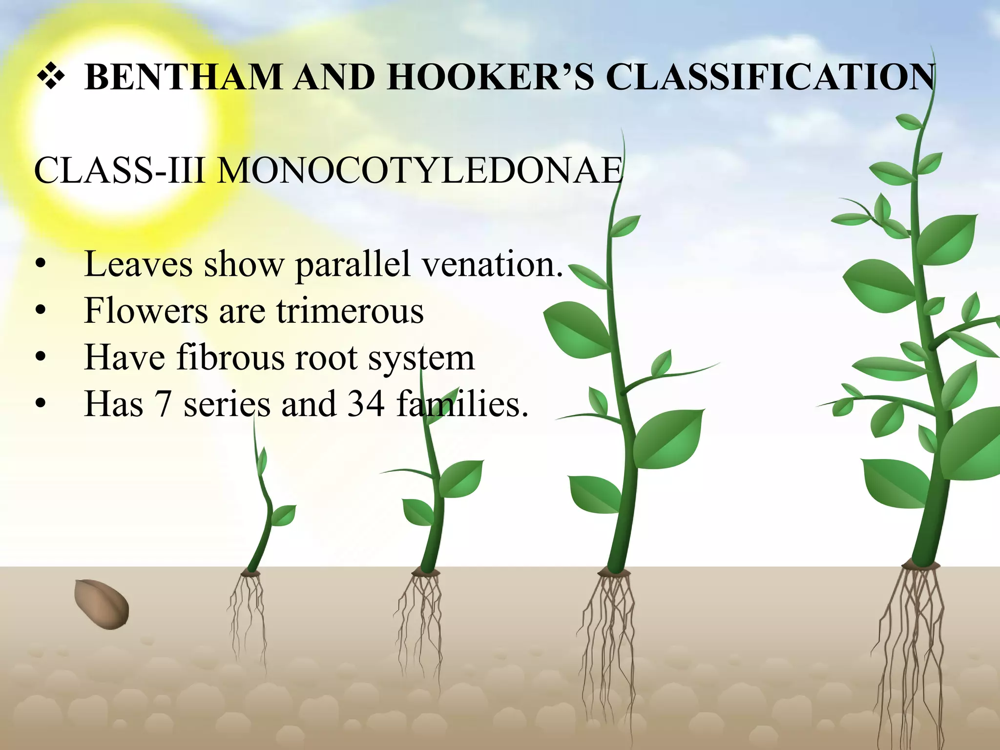  BENTHAM AND HOOKER’S CLASSIFICATION
CLASS-III MONOCOTYLEDONAE
• Leaves show parallel venation.
• Flowers are trimerous
• Have fibrous root system
• Has 7 series and 34 families.
 