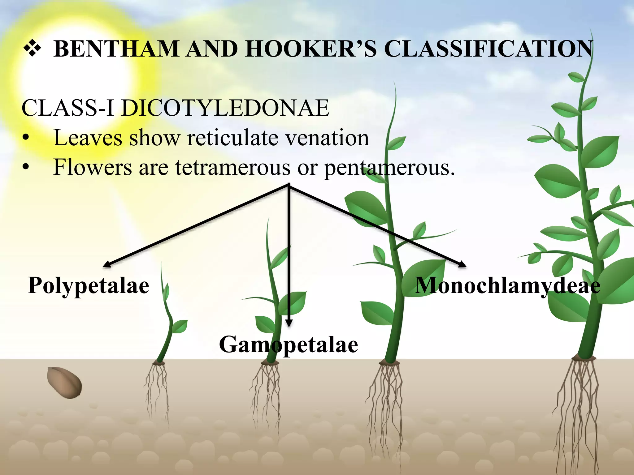  BENTHAM AND HOOKER’S CLASSIFICATION
CLASS-I DICOTYLEDONAE
• Leaves show reticulate venation
• Flowers are tetramerous or pentamerous.
Polypetalae Monochlamydeae
Gamopetalae
 