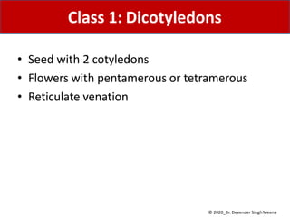 • Seed with 2 cotyledons
• Flowers with pentamerous or tetramerous
• Reticulate venation
Class 1: Dicotyledons
© 2020_Dr. Devender SinghMeena
 