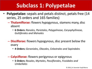 • Polypetalae: sepals and petals distinct, petals free (14
series, 25 orders and 165 families)
– Thalamiflorae: flowers hypogynous, stamens many, disc
absent
• 6 Orders: Ranales, Parietales, Polygalineae, Caryophyllineae,
Guttiferales and Malvales
– Disciflorae: flowers hypogynous, disc present below the
ovary
• 4 Orders: Geraniales, Olacales, Celastrales and Sapindales
– Calyciflorae: flowers perigynous or epigynous
• 5 Orders: Rosales, Myrtales, Passiflorales, Ficoidales and
Umbellales
Subclass 1: Polypetalae
© 2020_Dr. Devender SinghMeena
 