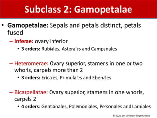 • Gamopetalae: Sepals and petals distinct, petals
fused
– Inferae: ovary inferior
• 3 orders: Rubiales, Asterales and Campanales
– Heteromerae: Ovary superior, stamens in one or two
whorls, carpels more than 2
• 3 orders: Ericales, Primulales and Ebenales
– Bicarpellatae: Ovary superior, stamens in one whorls,
carpels 2
• 4 orders: Gentianales, Polemoniales, Personales and Lamiales
Subclass 2: Gamopetalae
© 2020_Dr. Devender SinghMeena
 
