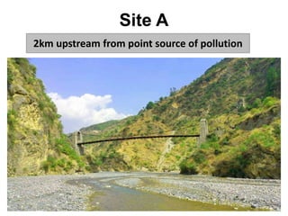 Benthic macroinvertebrates as the bioindicators of freshwater polluton ...