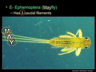 • E- Ephemoptera (Mayfly)
– Has 3 caudal filaments
Copyright © 2010 Ryan P. Murphy
 